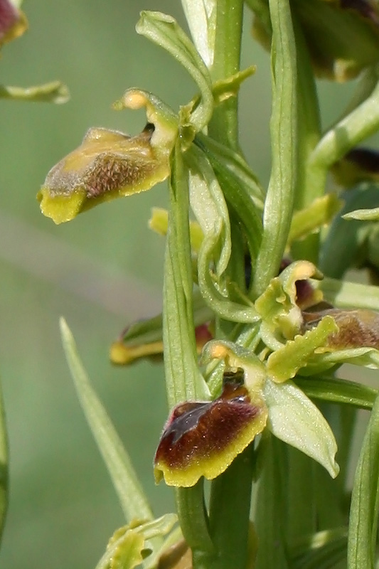 Ophrys sphegodes s.l.